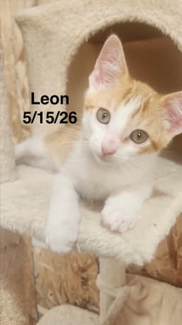Leon image 1