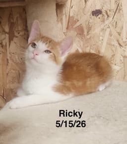 Ricky image 1