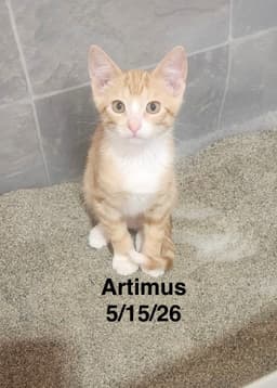 Artimus image 1
