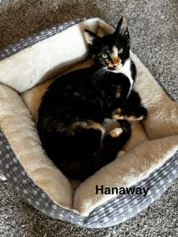 Hanaway image 1
