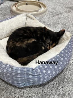 Hanaway image 2