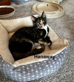 Hanaway image 3