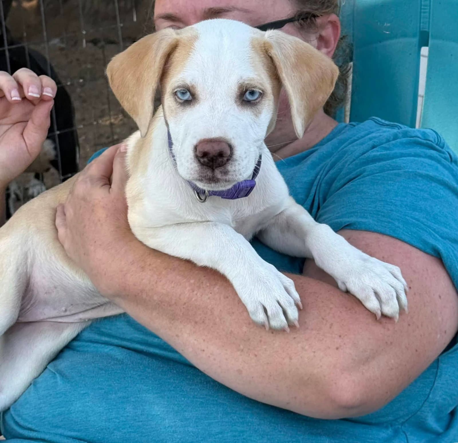 Candy - Labrador Retriever