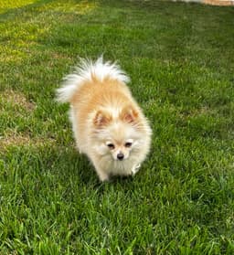 Daisy image 3