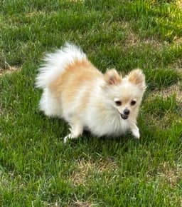 Daisy image 4