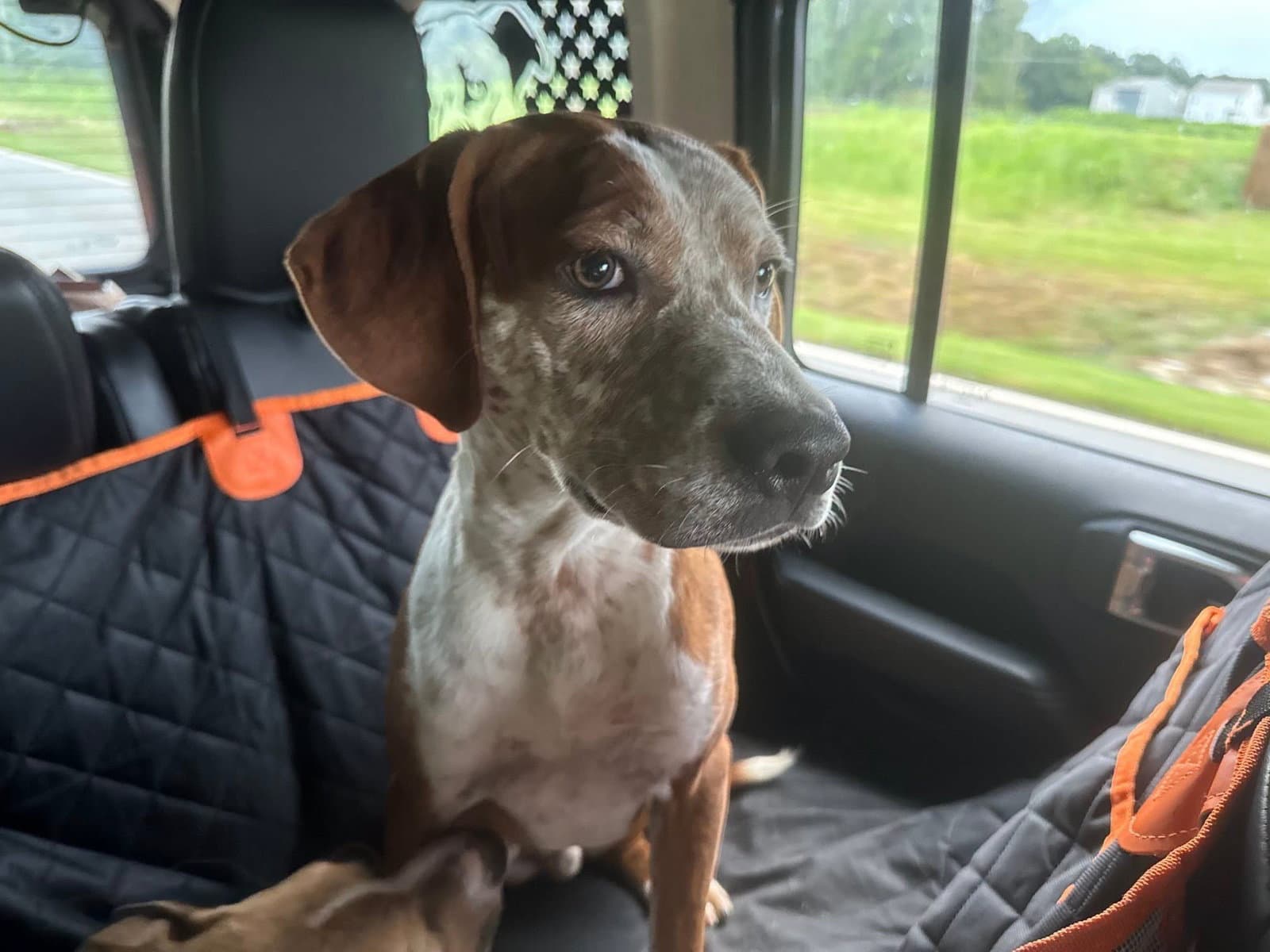 Hammond - Coming Soon - Australian Cattle Dog/Blue Heeler