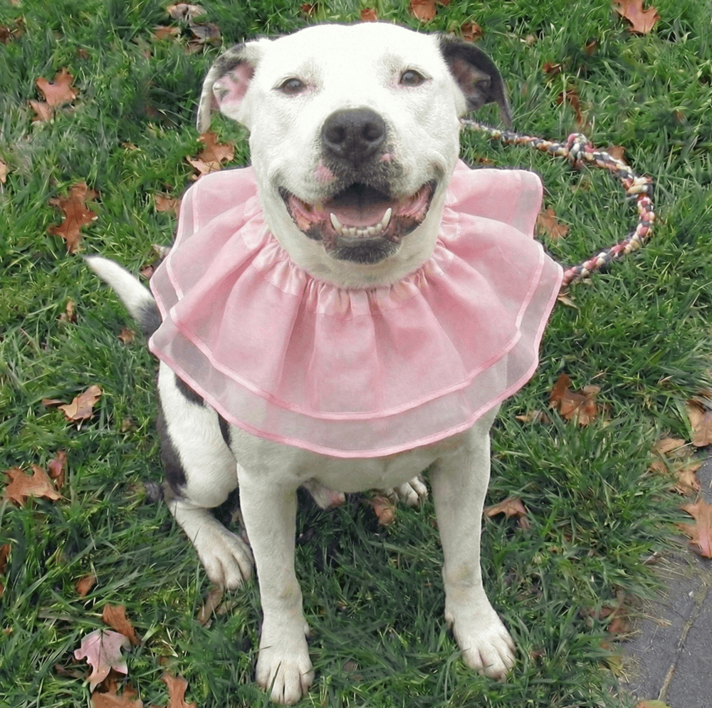 Norah - Young Senior - American Pit Bull Terrier