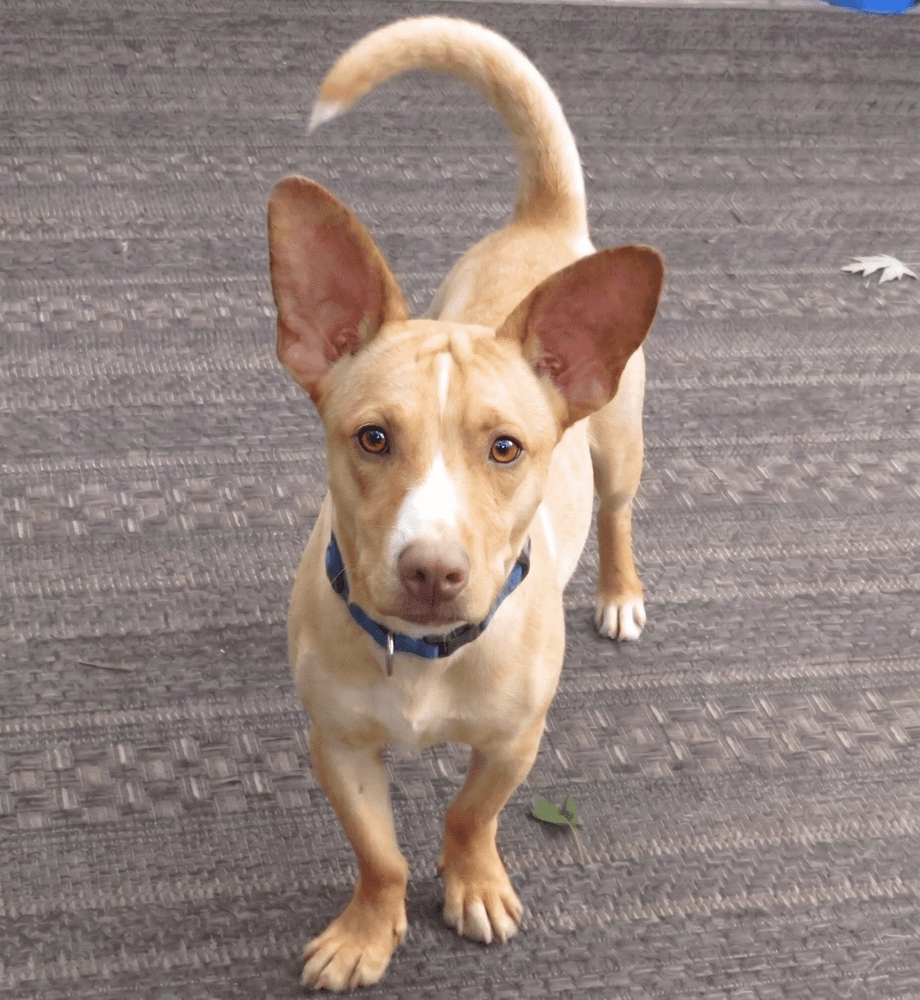 Cody - Jack Russell Terrier