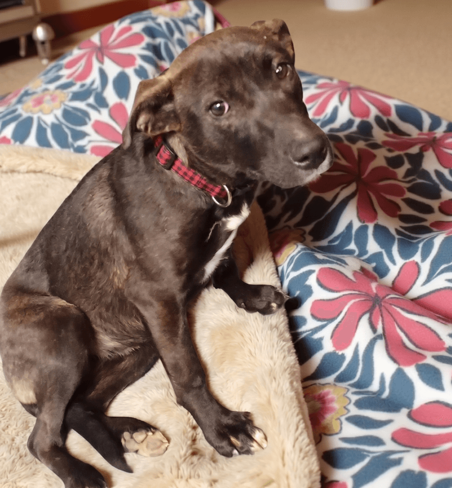 Cookie - Labrador Retriever