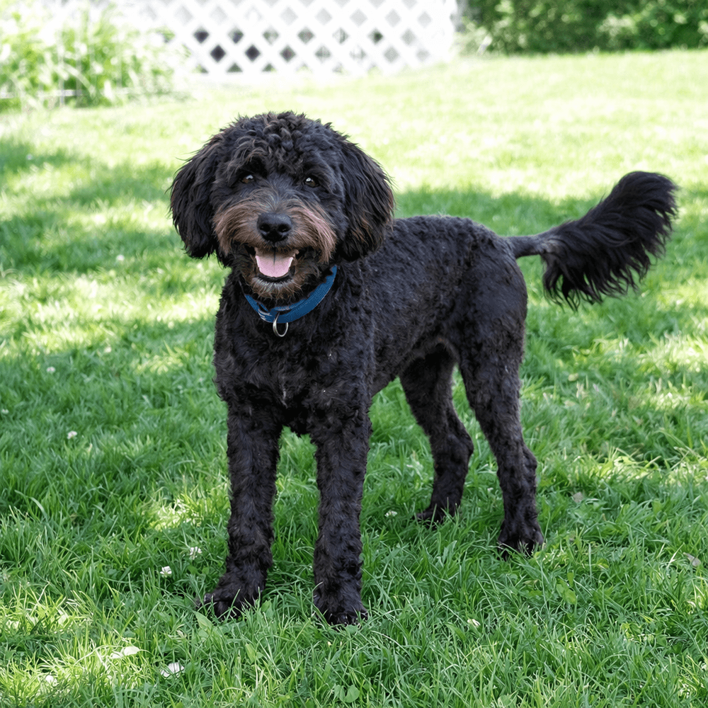 Corkie - Wheaten Terrier
