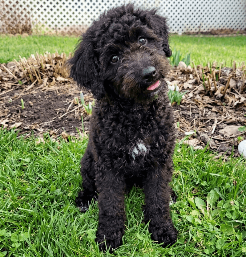 Chester - Wheaten Terrier