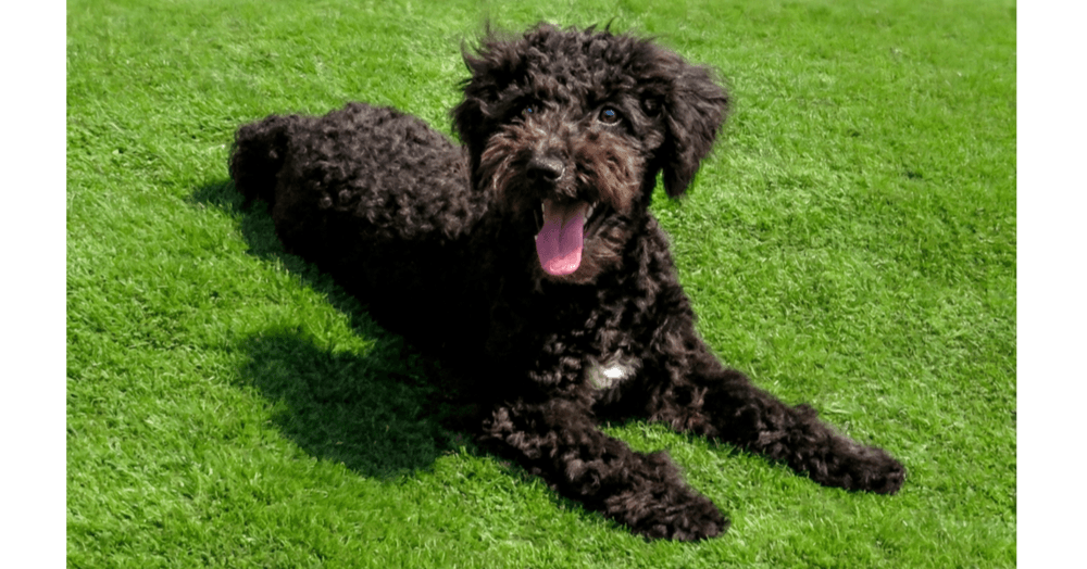 Chester - Wheaten Terrier