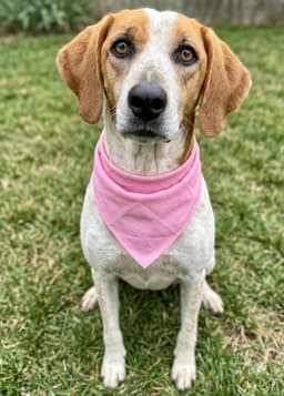 Susie Q - Senior image 2