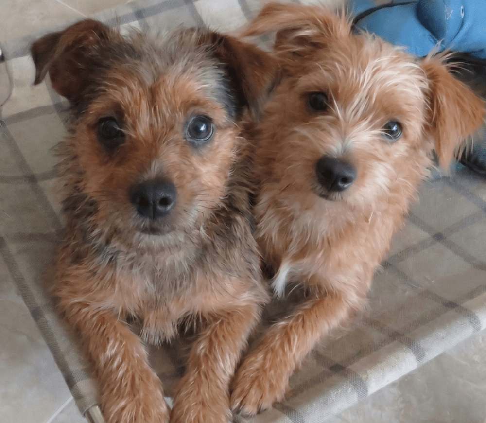 Sweetie And Rosco - Yorkshire Terrier Yorkie