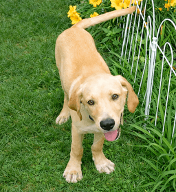 Cooper image 2