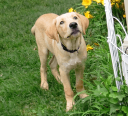 Cooper image 3