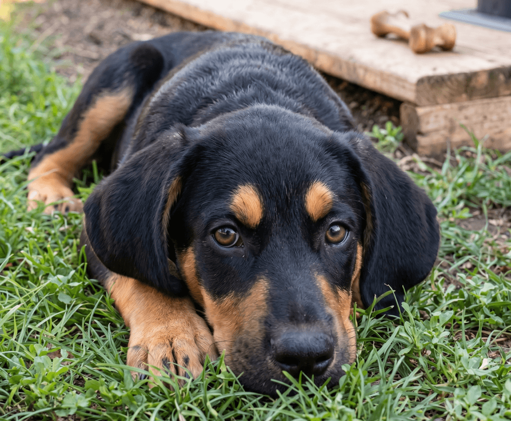 Fudge - Hound