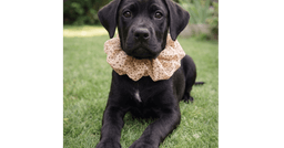 Toby image 2