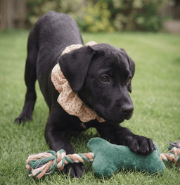 Toby image 3