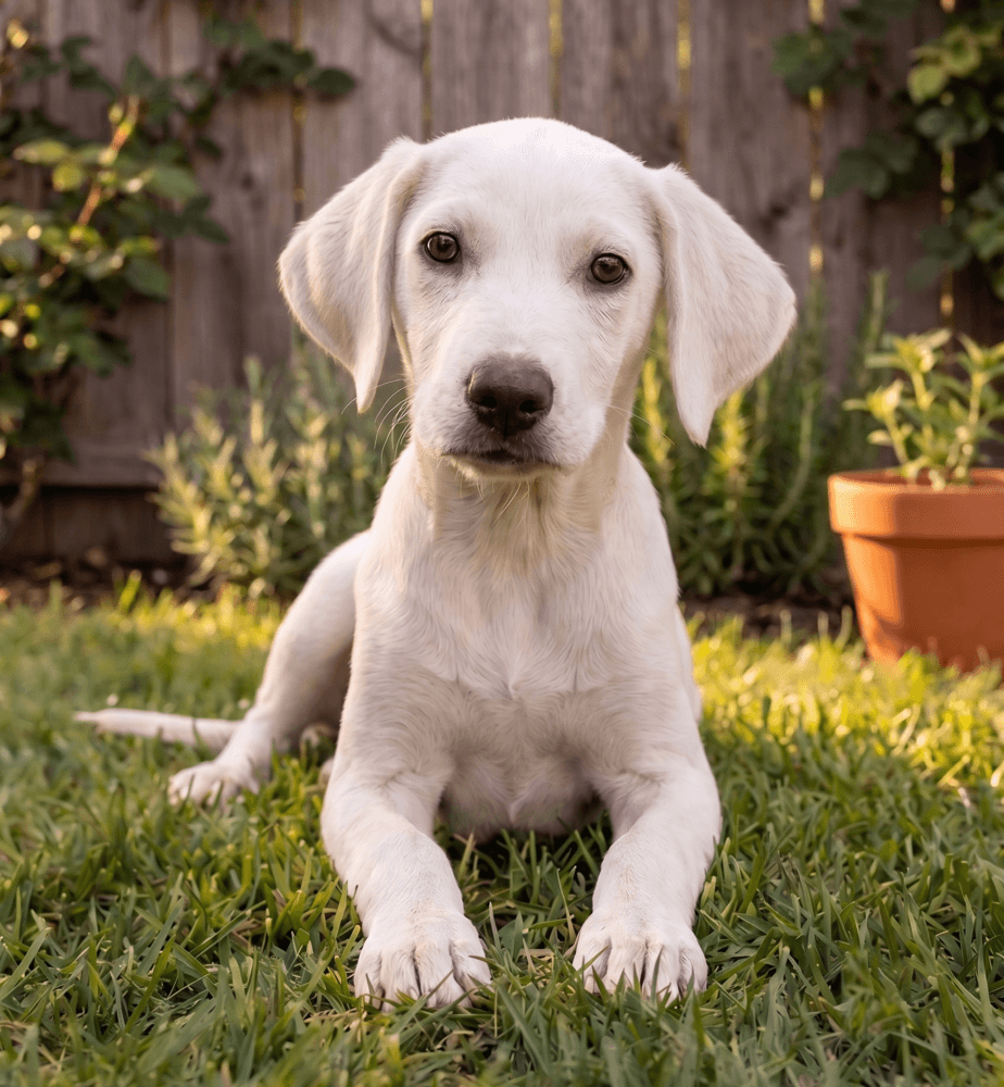 Lilly - Labrador Retriever
