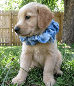 Georgie image 1