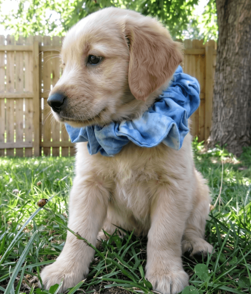 Georgie - Golden Retriever