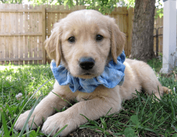 Georgie image 2