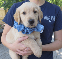 Georgie image 4