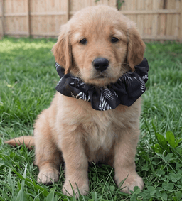 Gus image 2