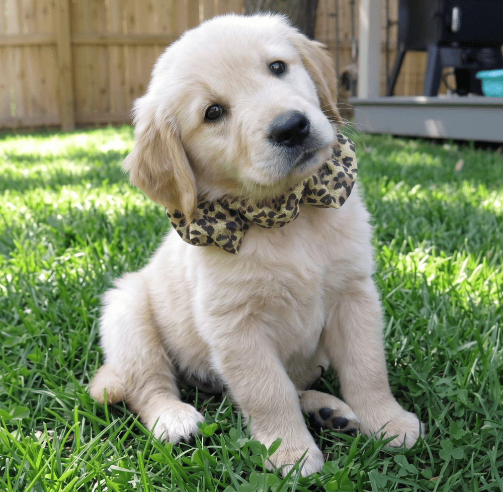 Gabe - Golden Retriever