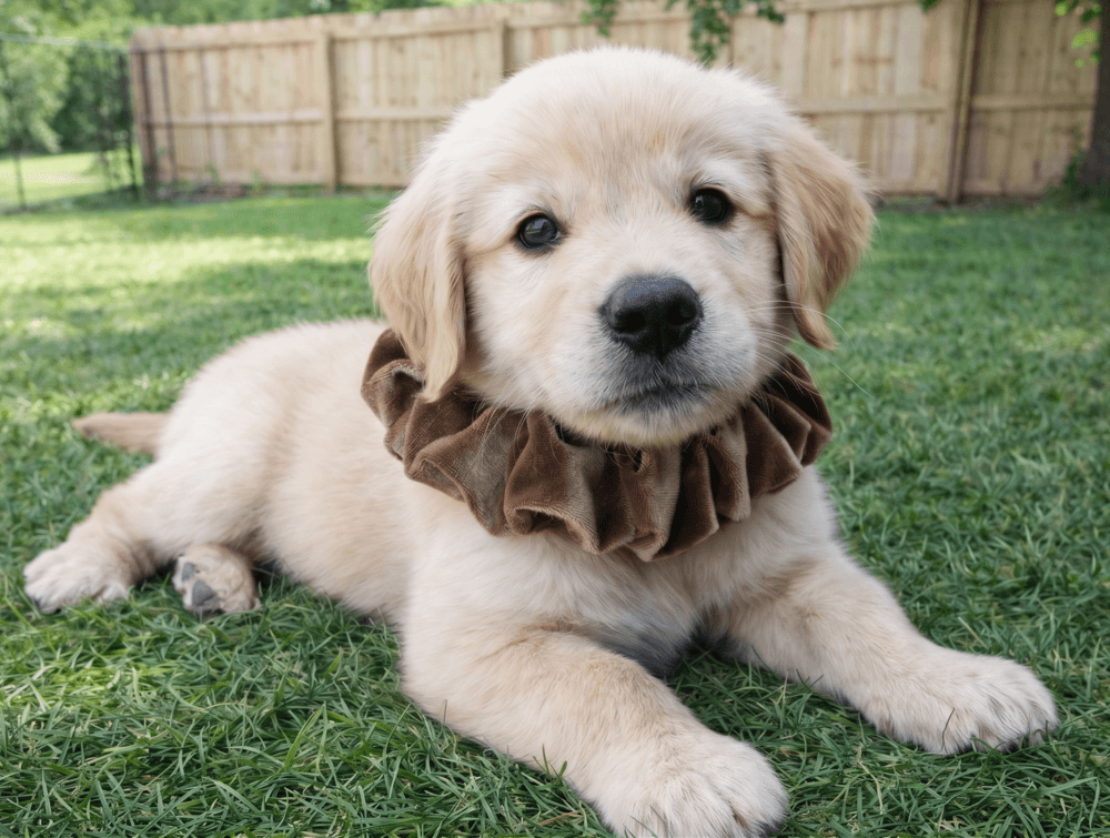 Gaga - Golden Retriever