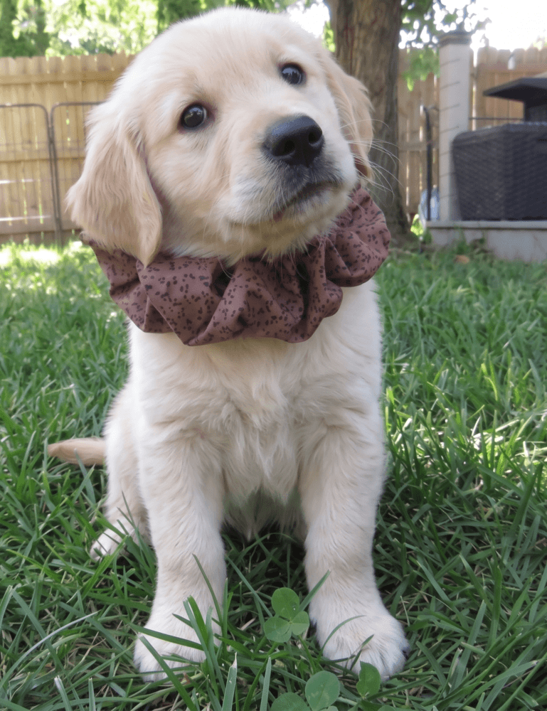 Gumbo - Golden Retriever