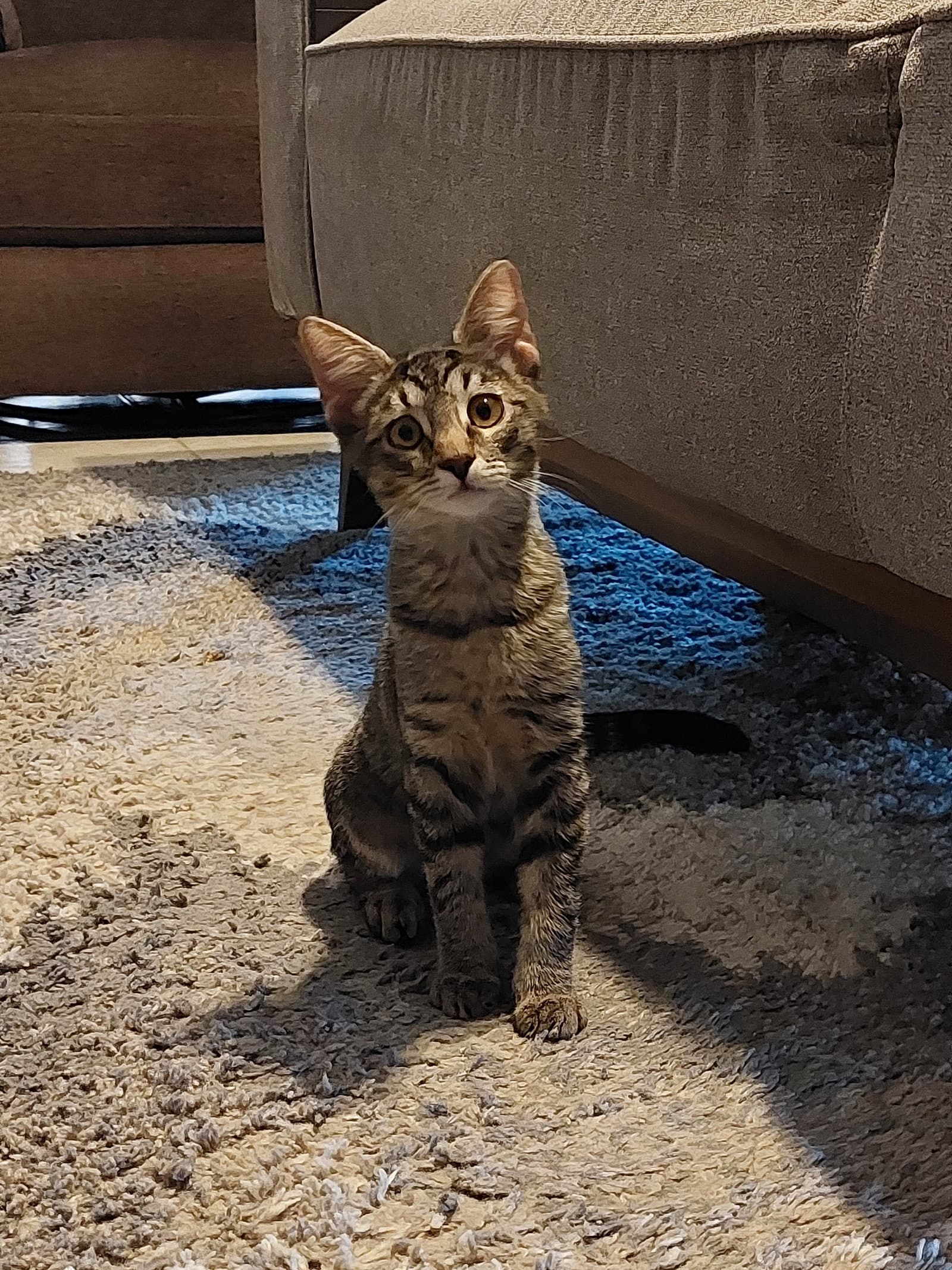 Rhonda - Domestic Short Hair