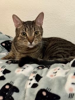 Mijo image 1