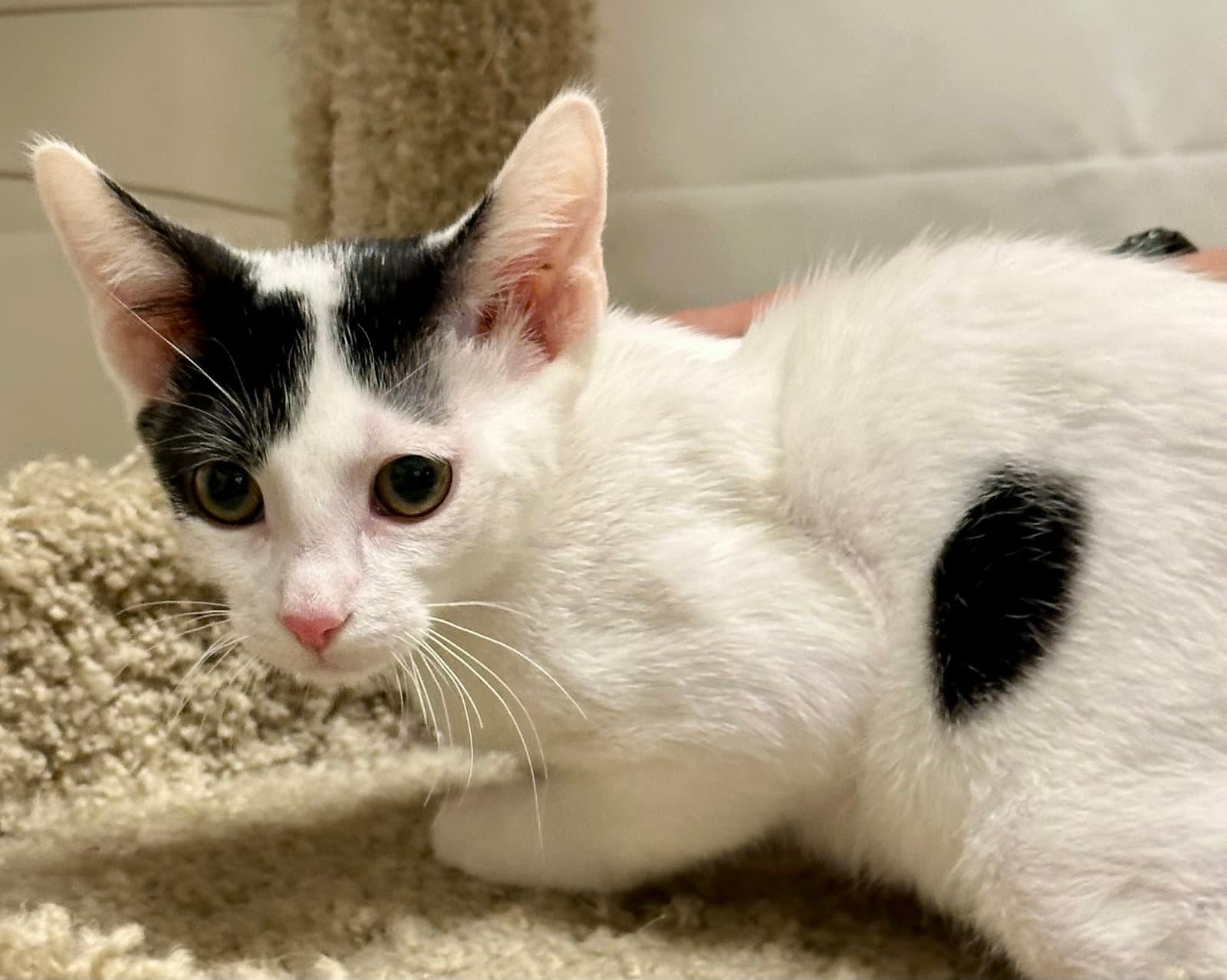 Cowboy Bonded With Roy Rogers - Domestic Short Hair