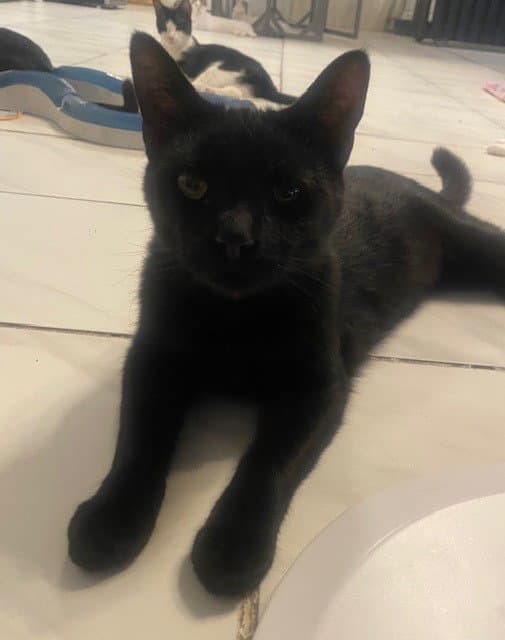 Mason - Domestic Short Hair
