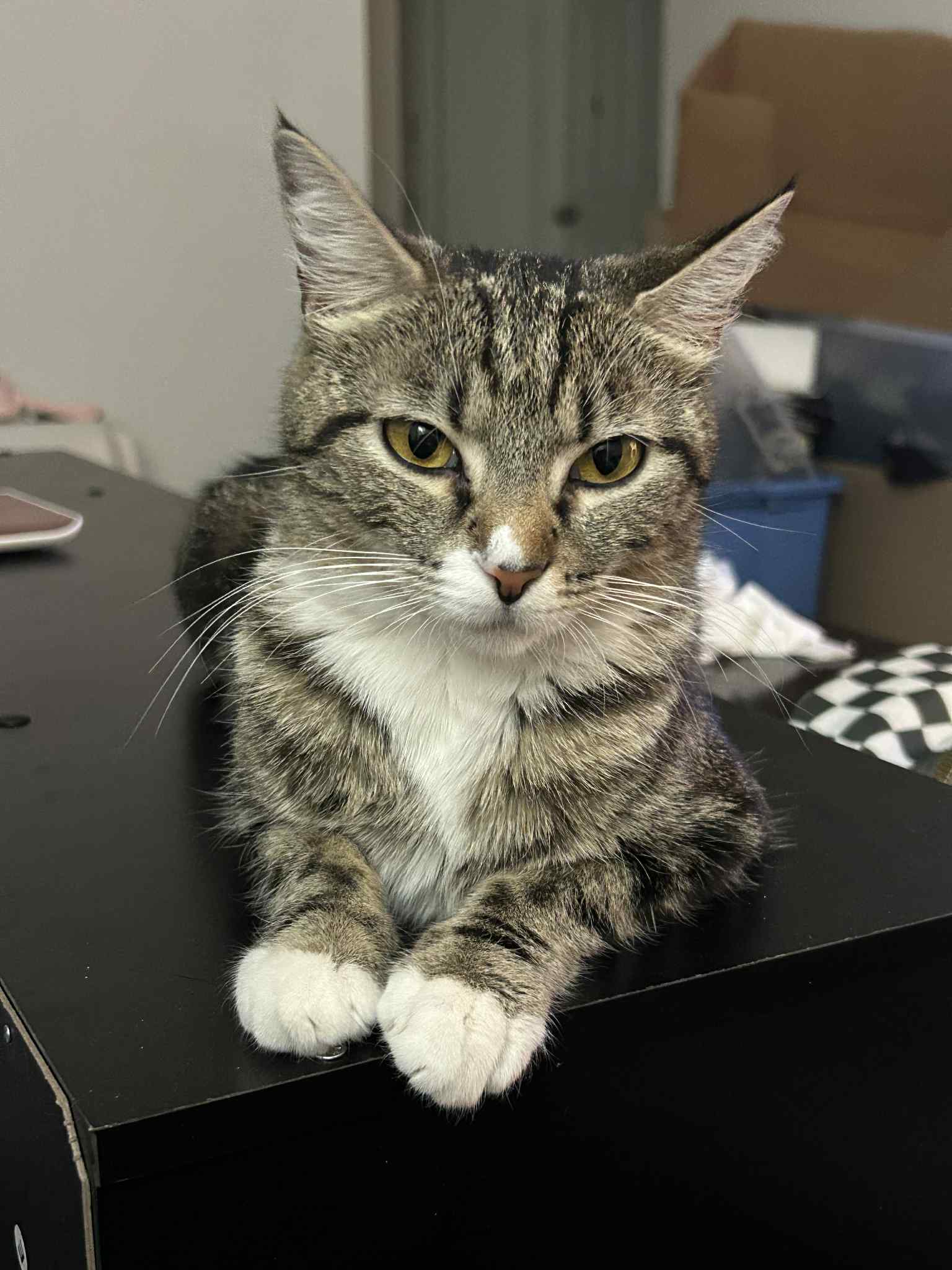 Whisker - Domestic Short Hair