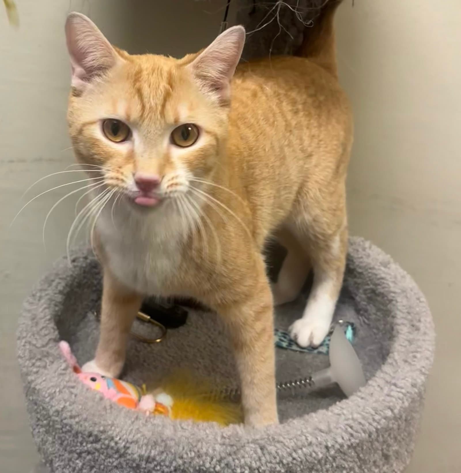 Asad - Tabby