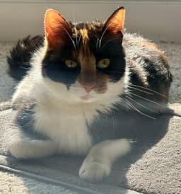 Amai image 1
