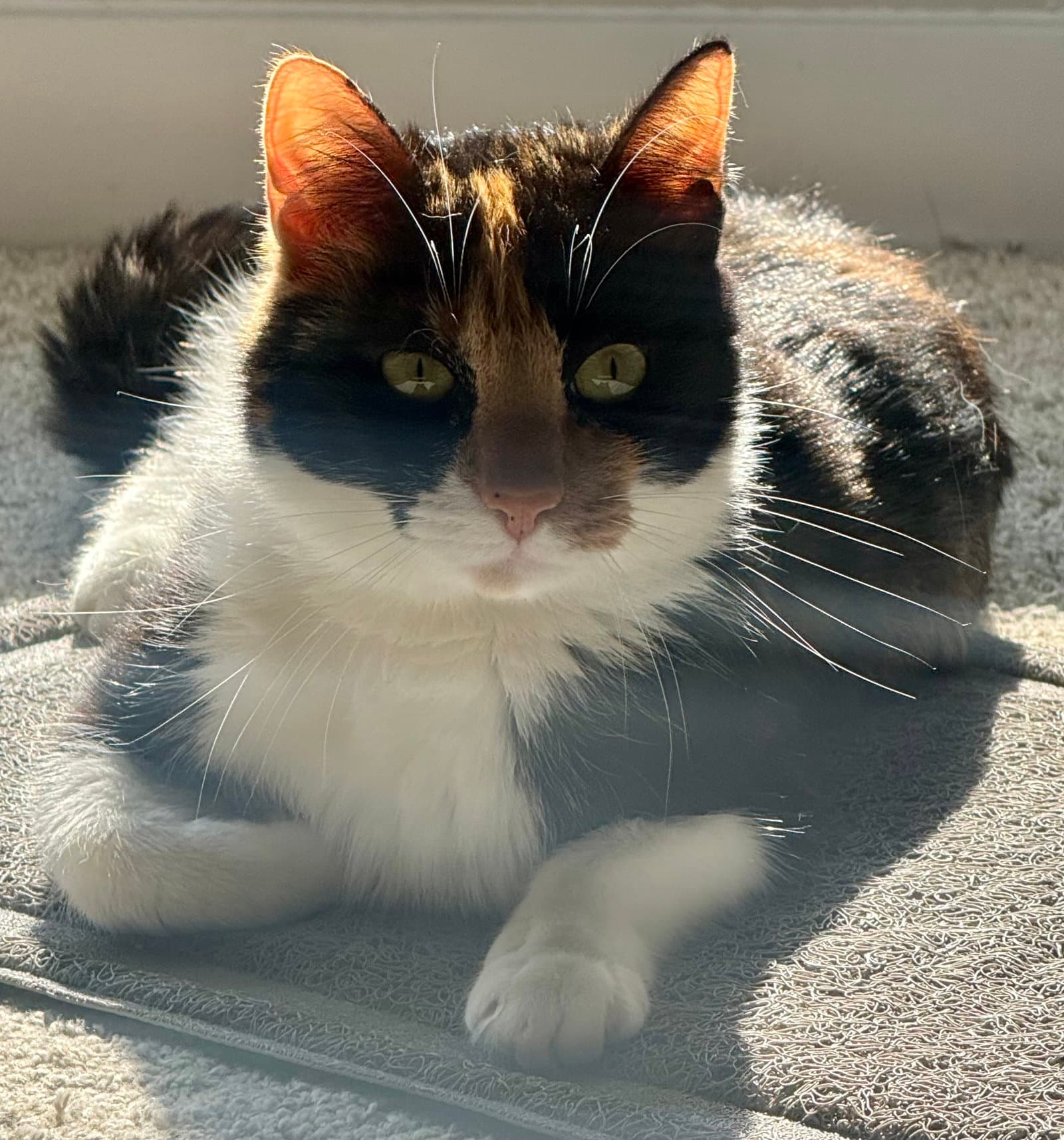 Amai - Calico