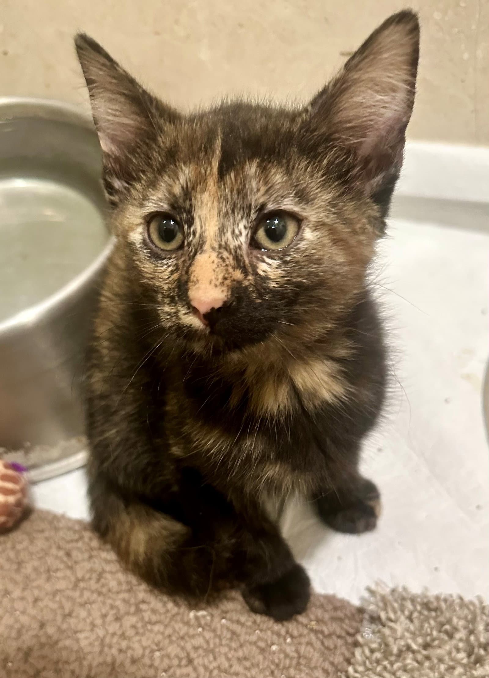 Elenor - Tortoiseshell