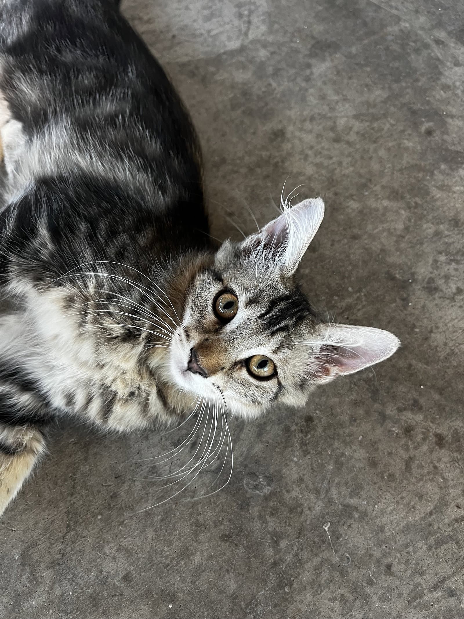 Lea - Domestic Short Hair