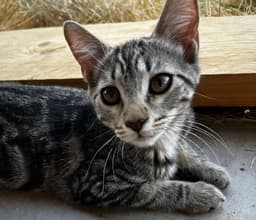Ronja image 1