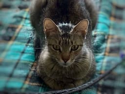 Frieda image 1