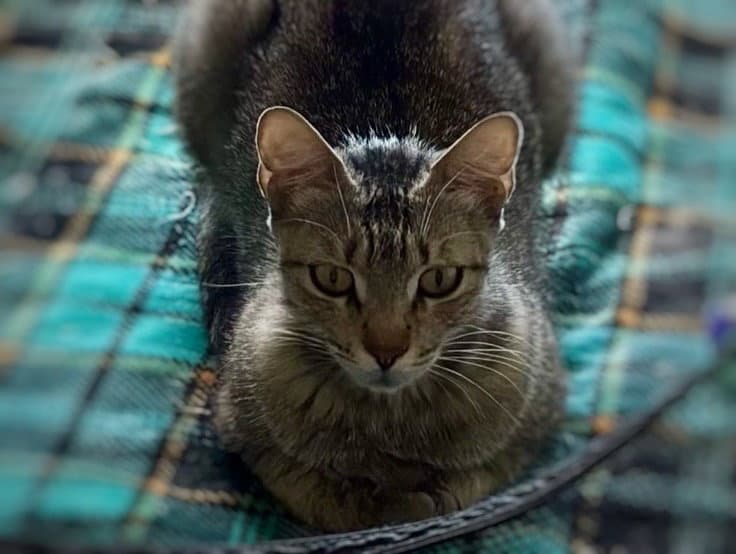 Frieda - Domestic Short Hair