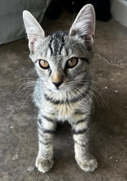 Hans image 1