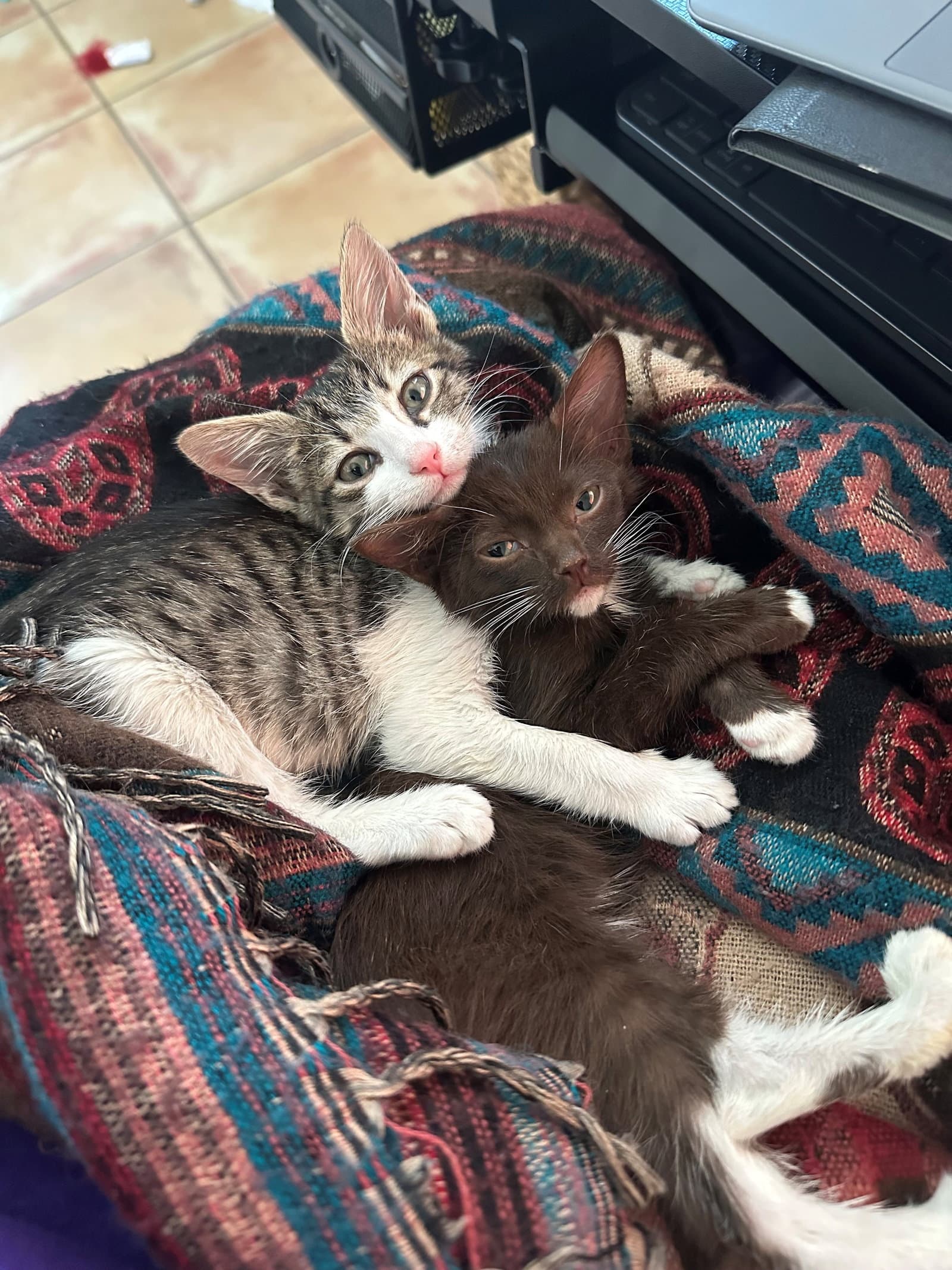 Cinnamon Bonded With Herman - Domestic Short Hair
