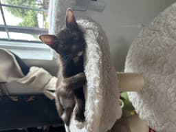Cinnamon Bonded With Herman image 3
