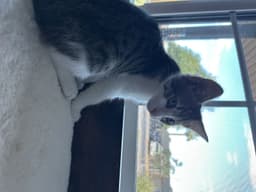 Herman Bonded With Cinnamon image 2