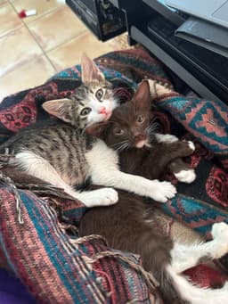 Herman Bonded With Cinnamon image 1